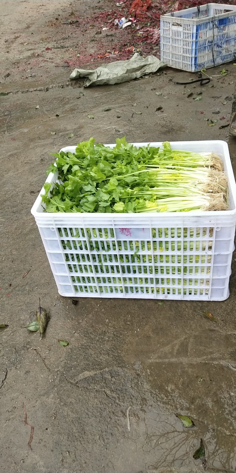 新鲜的芹菜