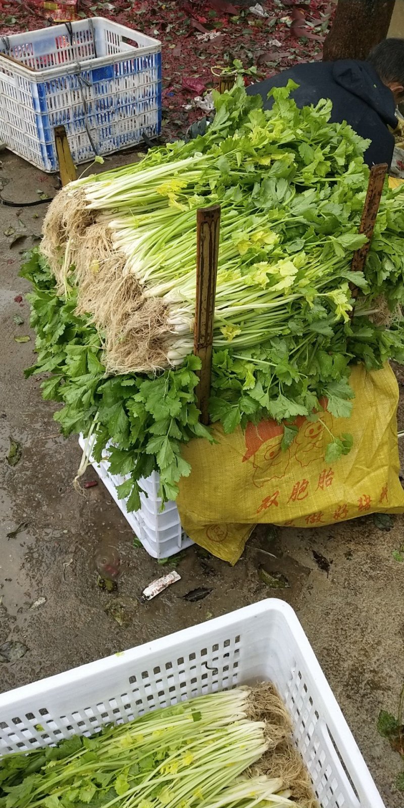 新鲜的芹菜