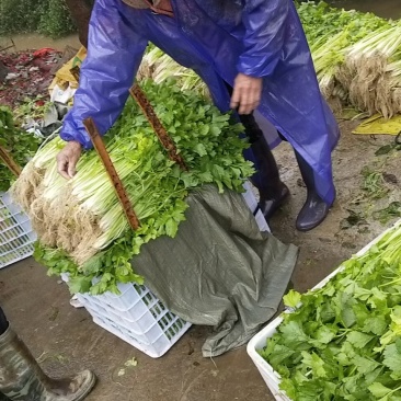 新鲜的芹菜