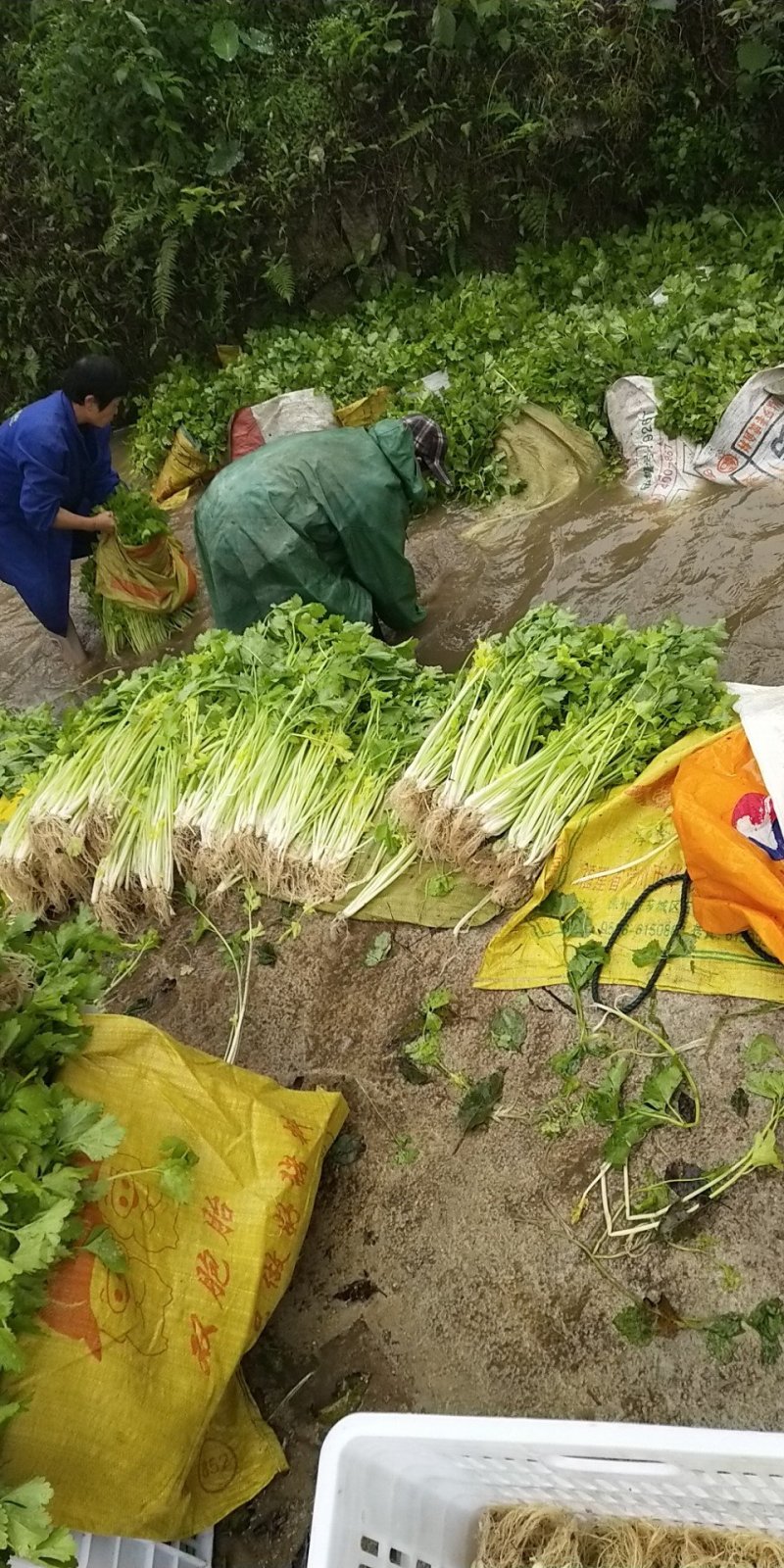 新鲜的芹菜
