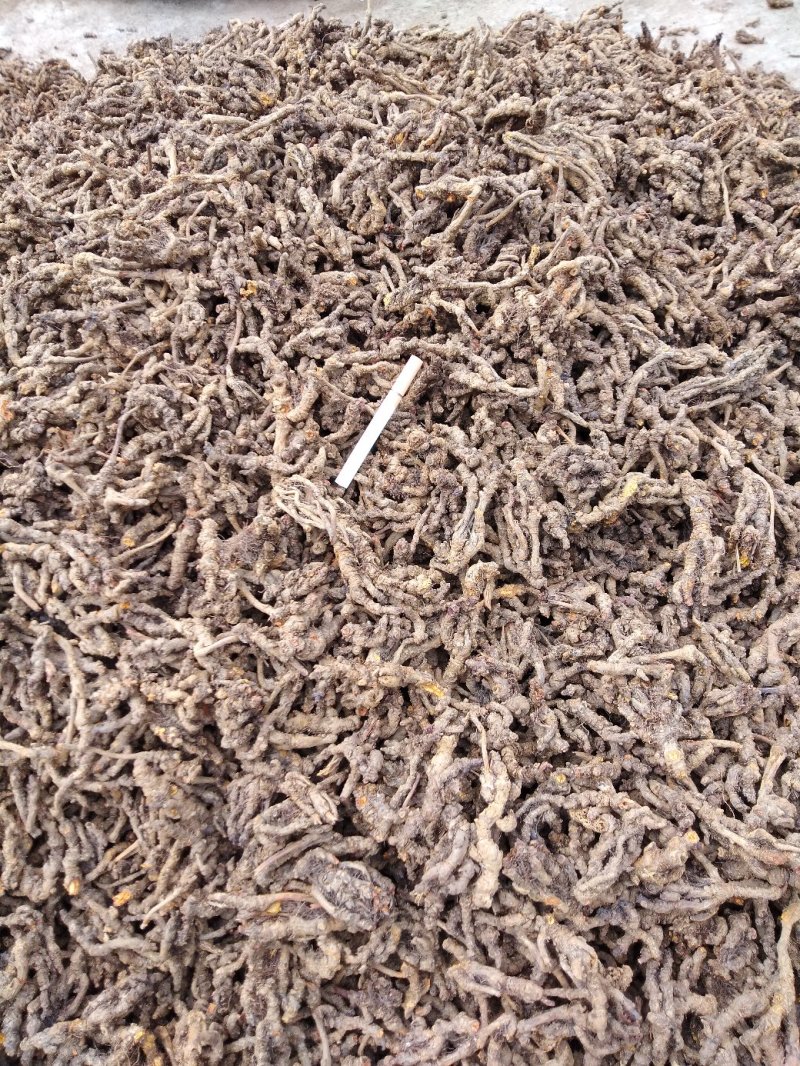 峨眉鸡爪黄连