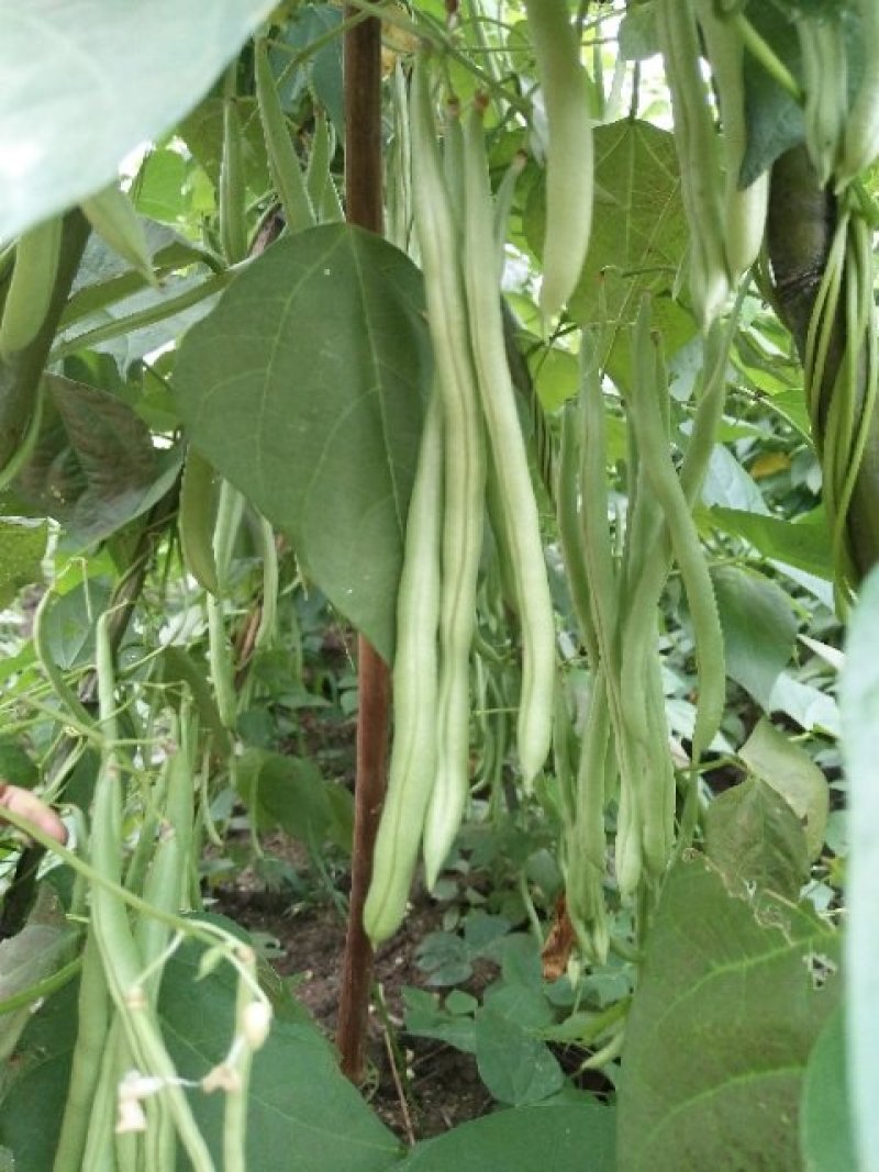 白玉豆