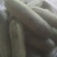 白玉豆