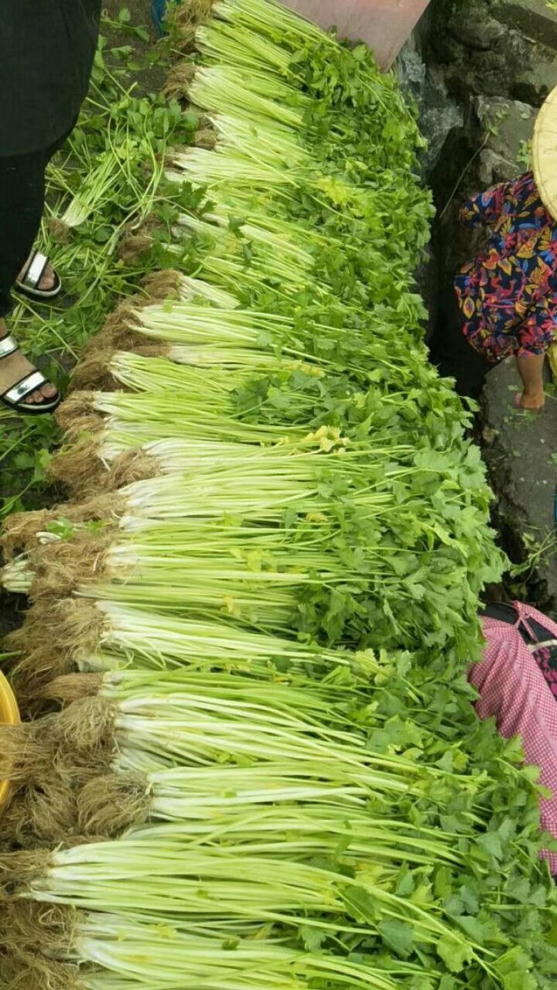白玉豆