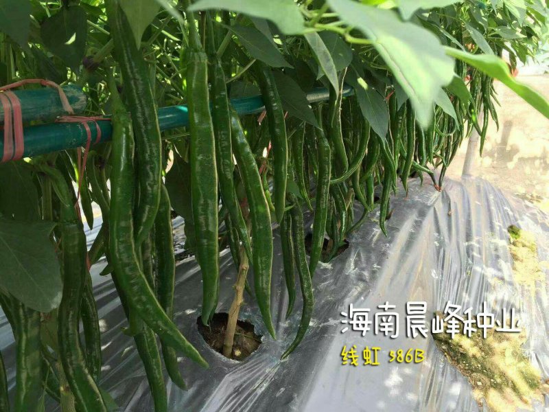 3号线椒种子，高产抗病顺直光滑，品质保障