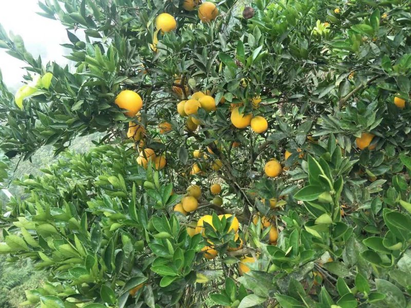 柑橘