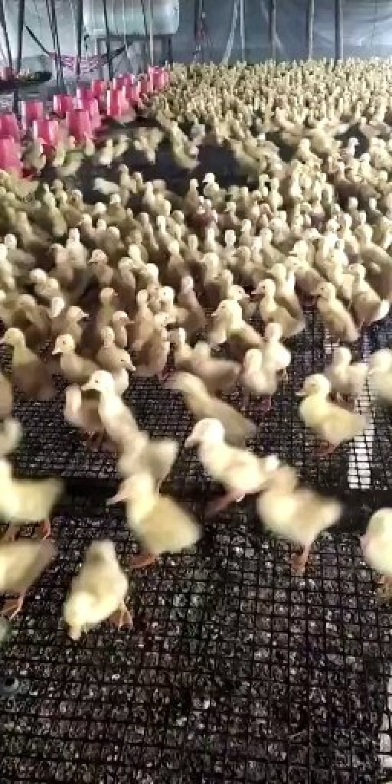 加厚玉米网圈地围栏网拦鸡网鱼塘防护网大棚防兜水网