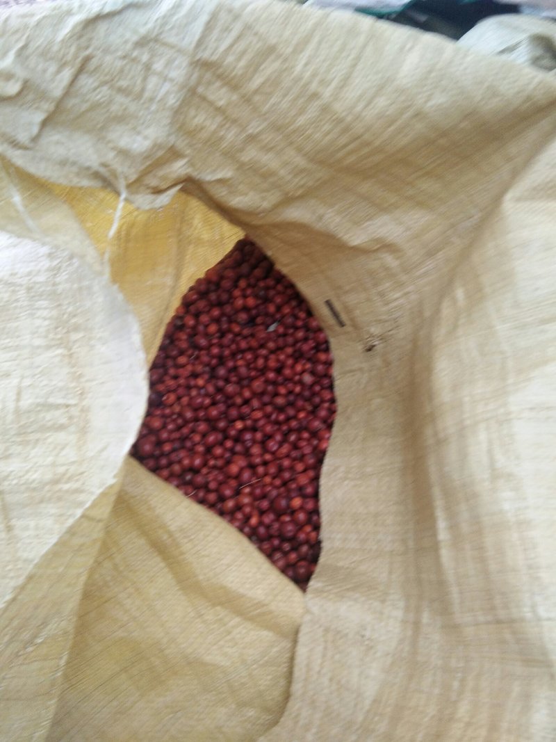 酸枣