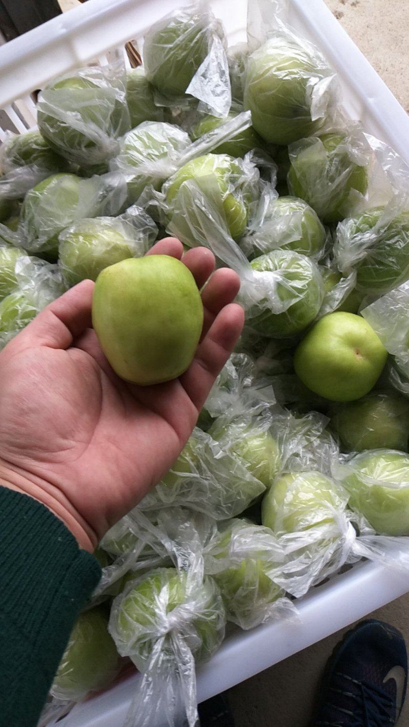 青枣，台湾牛奶枣，支持大批量批发，一件代发社区团购