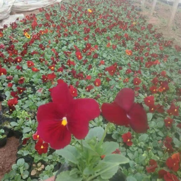 角堇，花色多，抗冻行草花，可做花海，道路租摆等等，大量有
