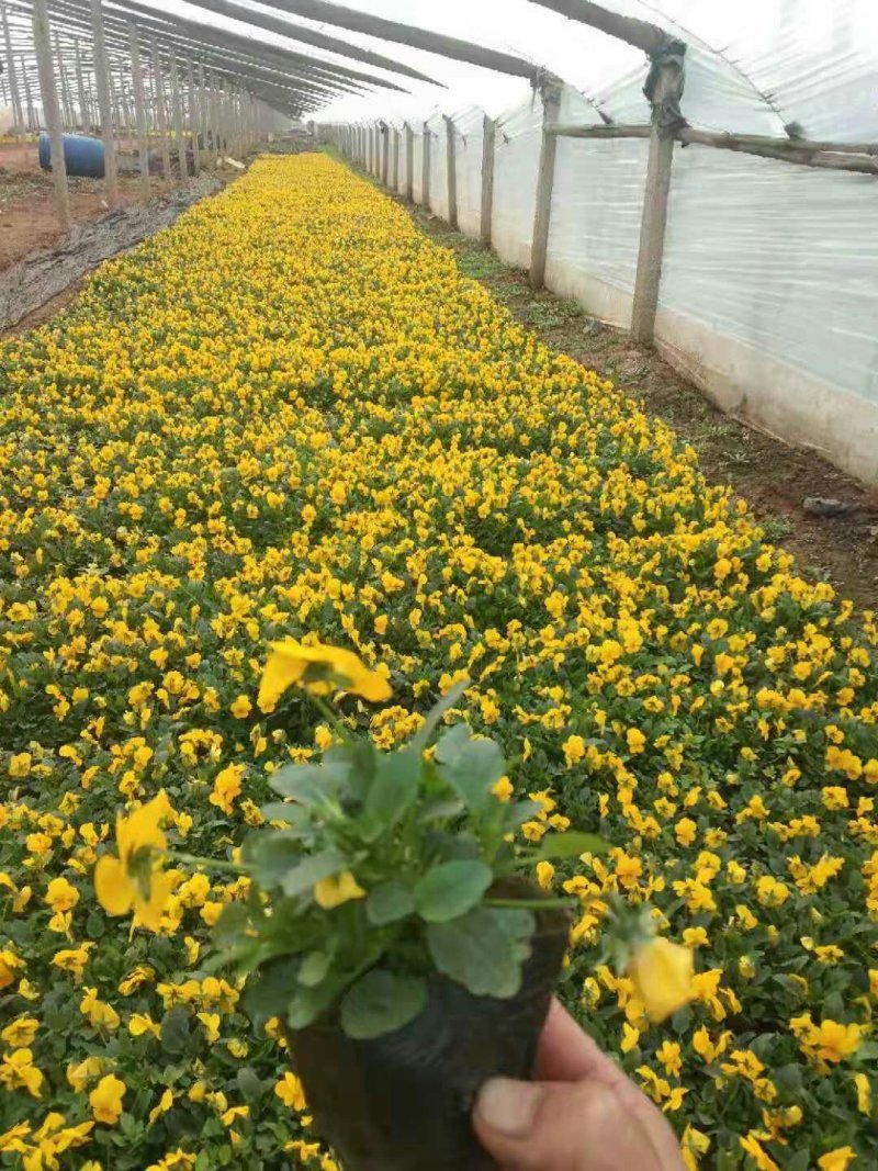 角堇，花色多，抗冻行草花，可做花海，道路租摆等等，大量有