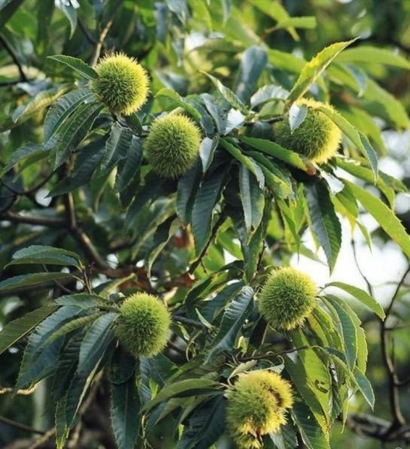 板栗