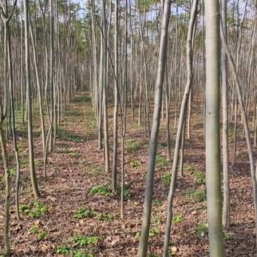 栾树2万棵