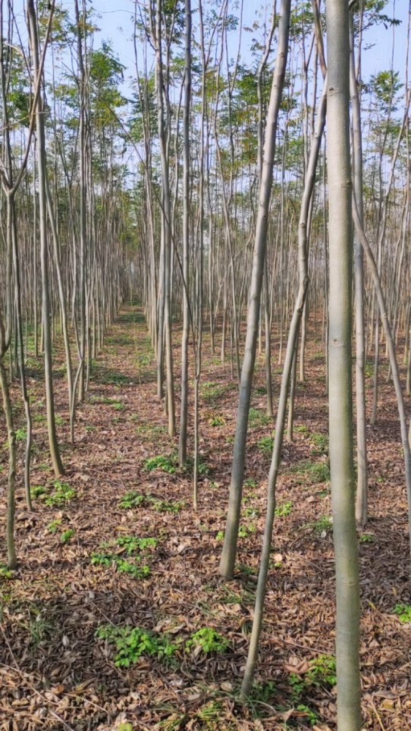 栾树2万棵