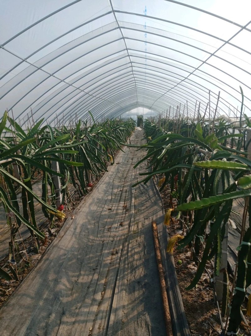 供应台湾软枝大红火龙果苗红心火龙果树苗批发