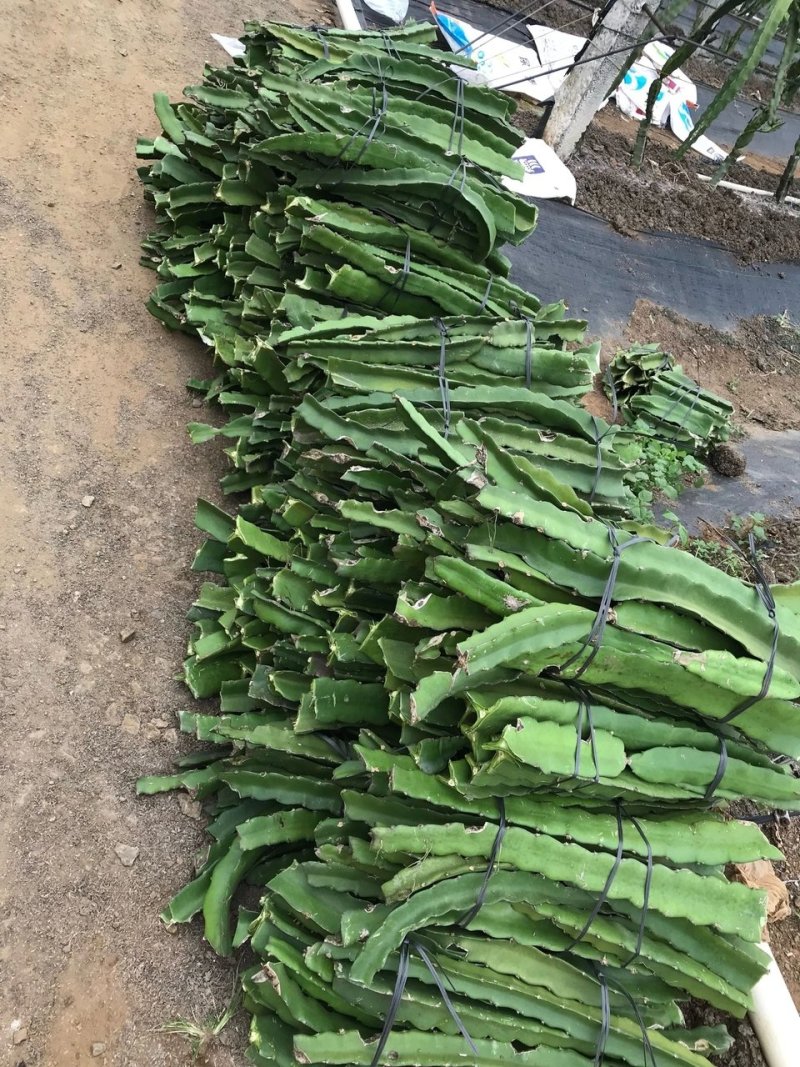 供应台湾软枝大红火龙果苗红心火龙果树苗批发