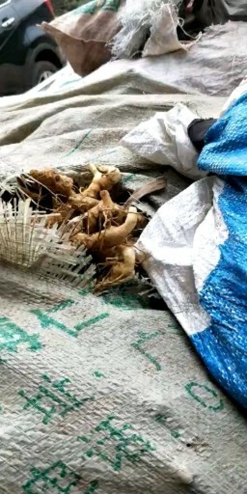 四川精品育苗黄精小块茎统货
