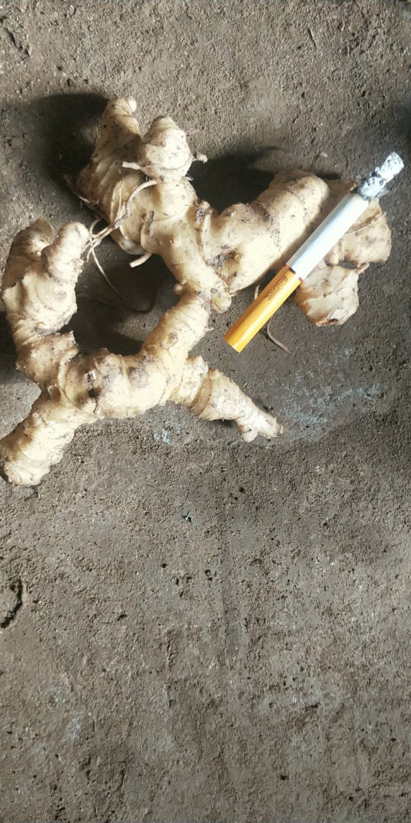 四川精品育苗黄精小块茎统货