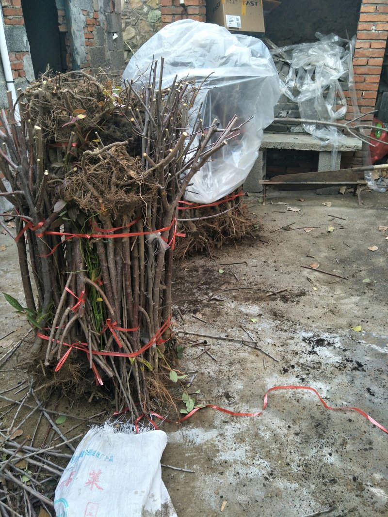 早酥红梨梨树苗一年苗玉露香品种纯正包成活技术