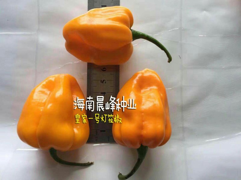 高产抗病高辣度海南黄灯笼辣椒，优质品种品质保障