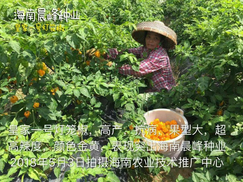 高产抗病高辣度海南黄灯笼辣椒，优质品种品质保障