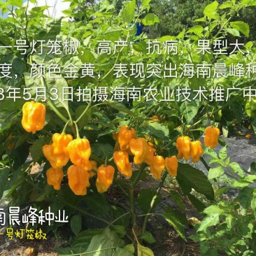 高产抗病高辣度海南黄灯笼辣椒，优质品种品质保障