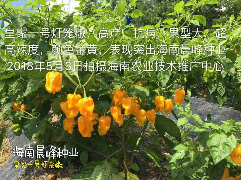 高产抗病高辣度海南黄灯笼辣椒，优质品种品质保障