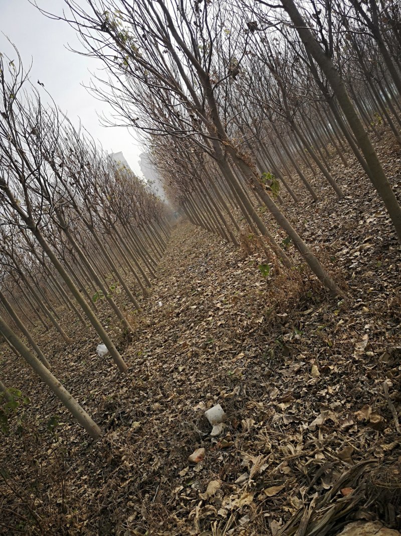 楸树8-12公分