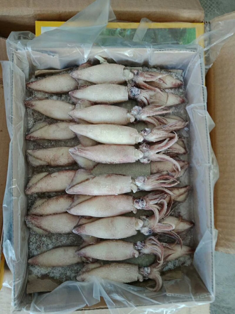 全籽海兔