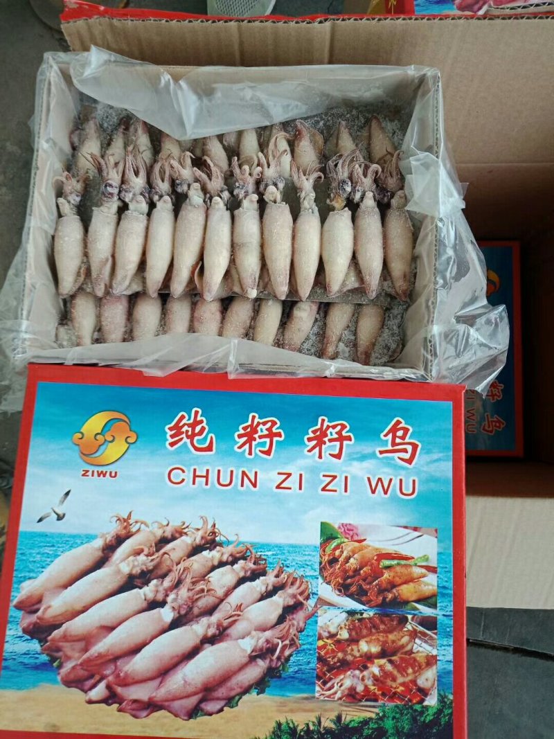 全籽海兔
