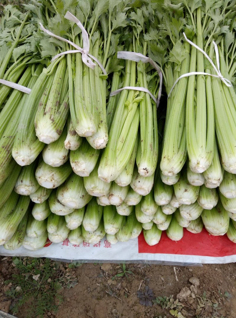 华州大棚芹菜60公分左右开始上市欢迎老板咨询支持视频看货