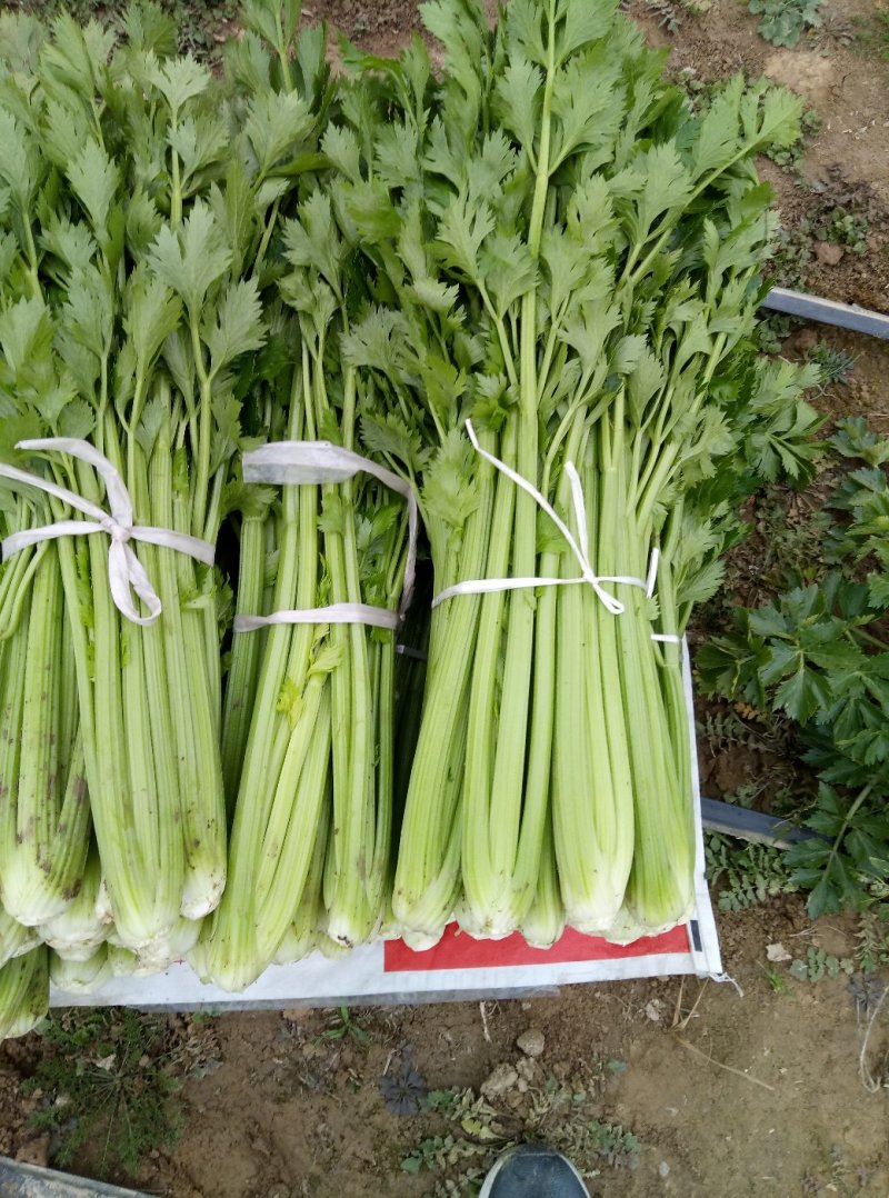 华州大棚芹菜60公分左右开始上市欢迎老板咨询支持视频看货