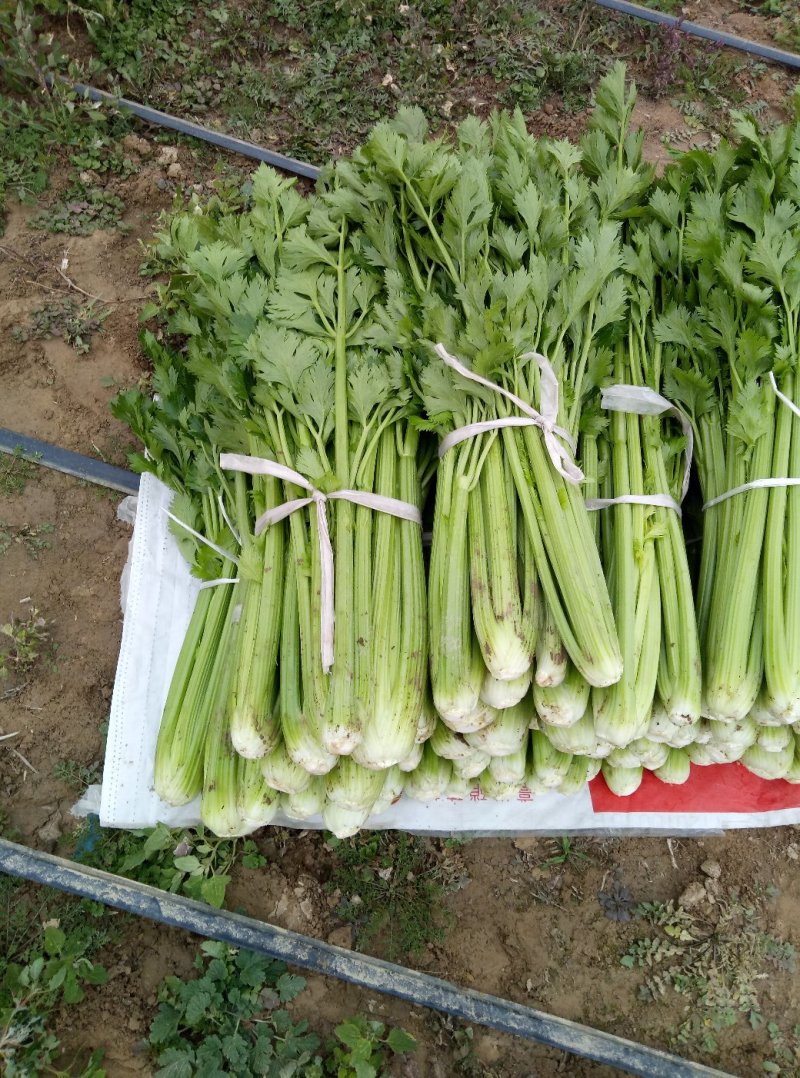 华州大棚芹菜60公分左右开始上市欢迎老板咨询支持视频看货