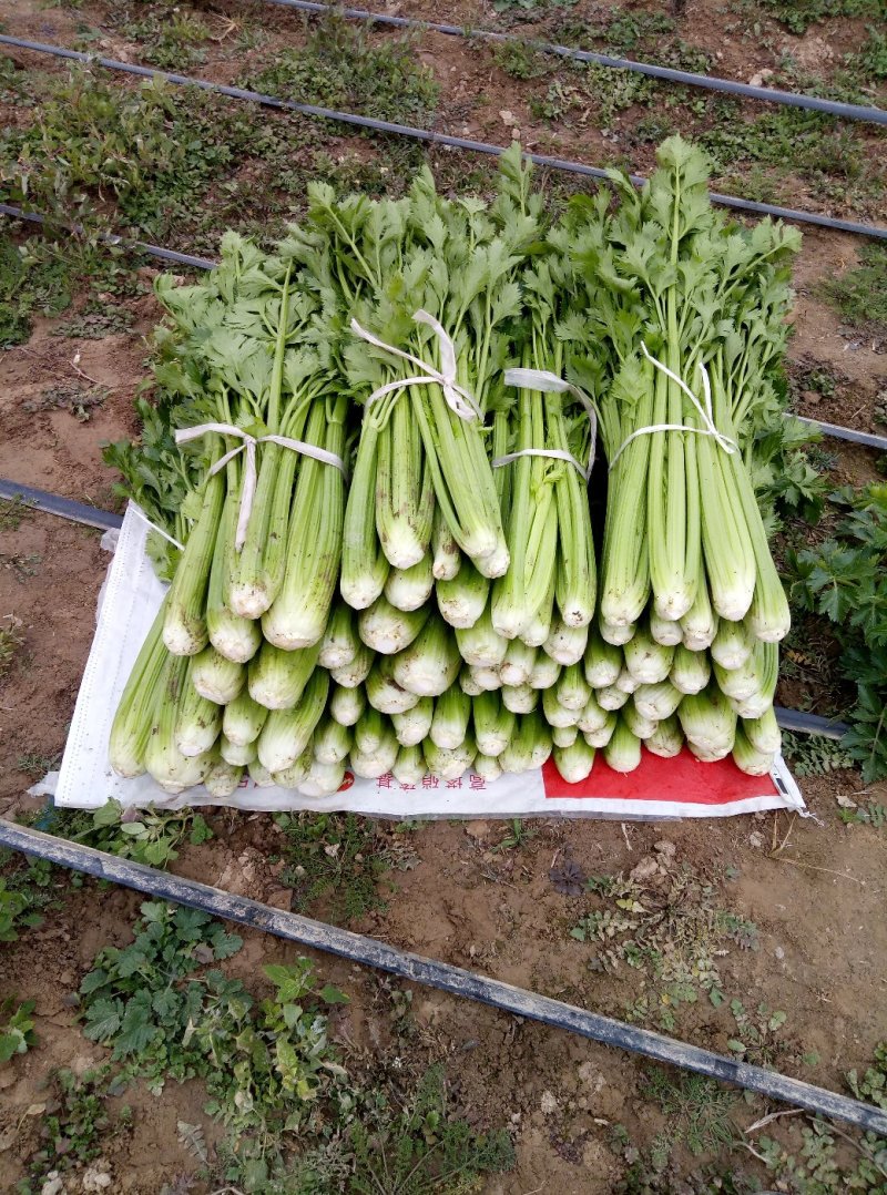 华州大棚芹菜60公分左右开始上市欢迎老板咨询支持视频看货