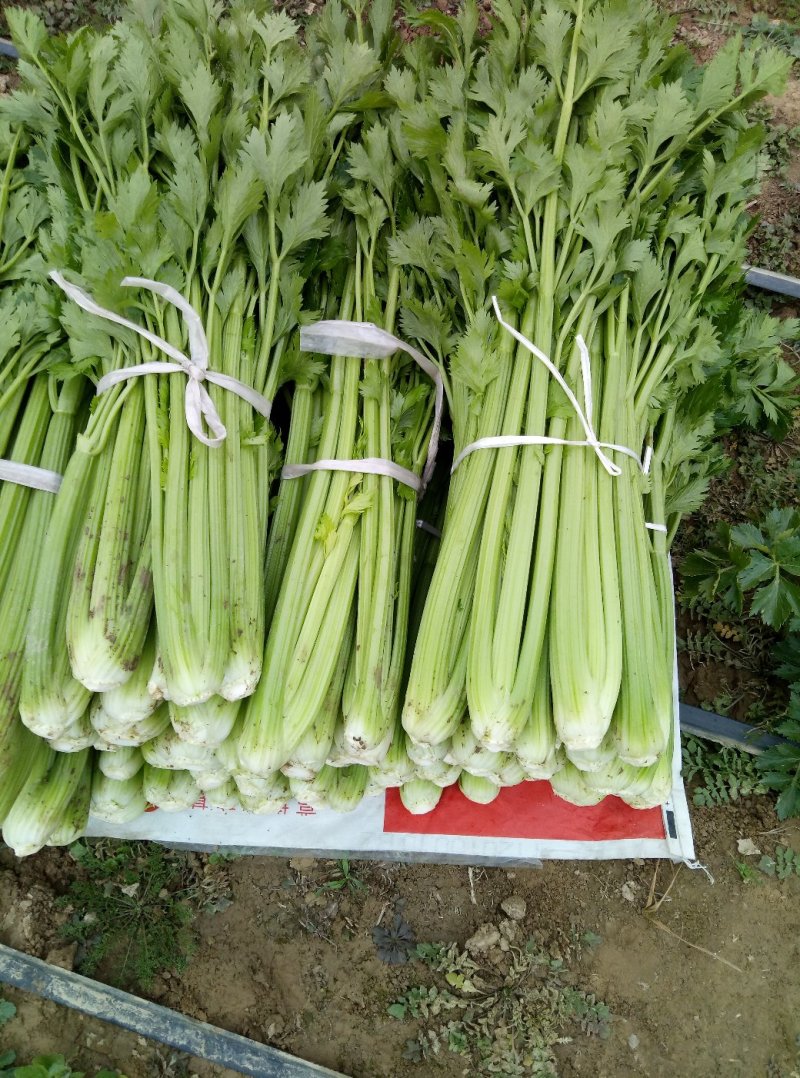华州大棚芹菜60公分左右开始上市欢迎老板咨询支持视频看货