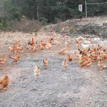 散养土鸡