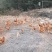 散养土鸡