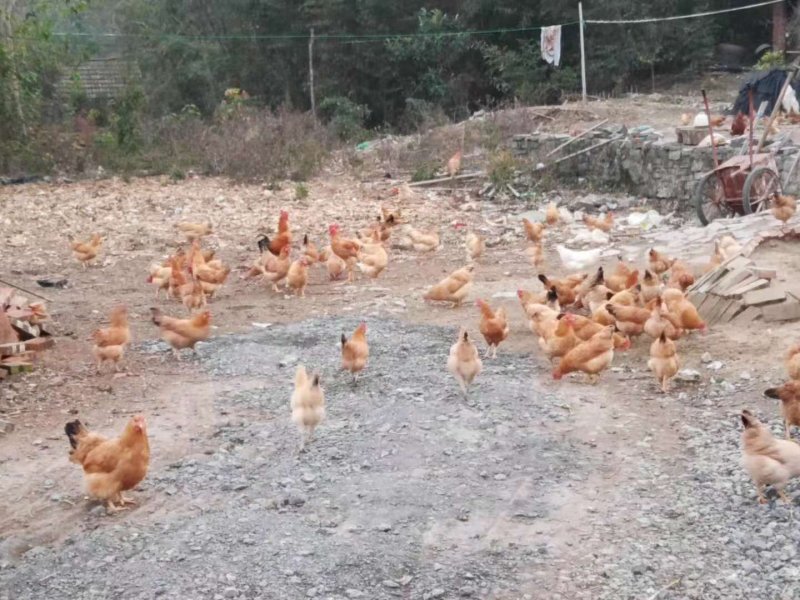 散养土鸡