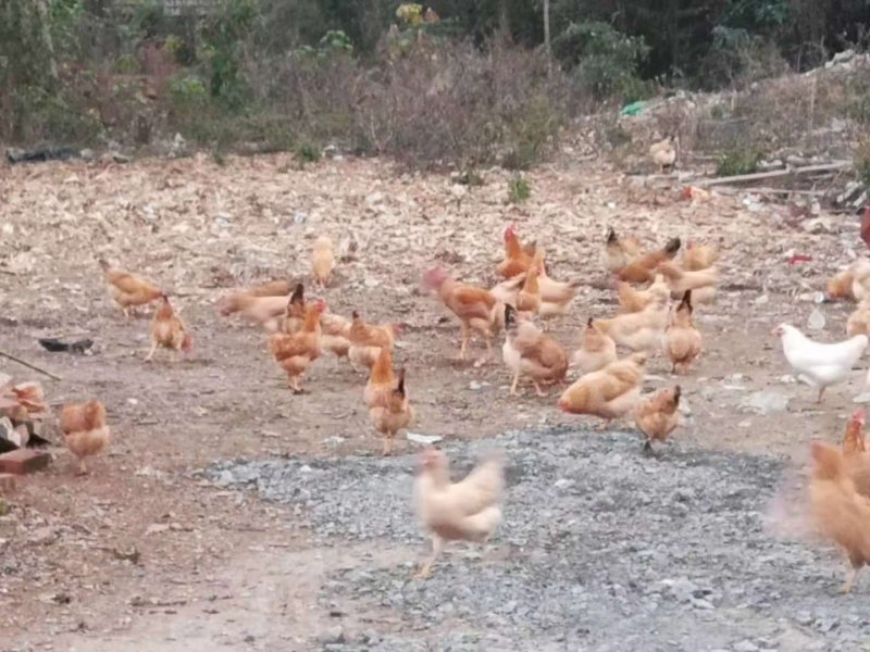 散养土鸡