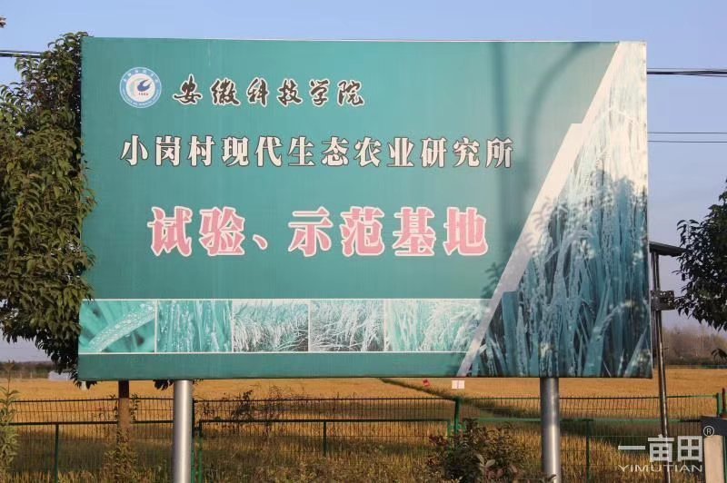 稻鸭共生稻虾工作