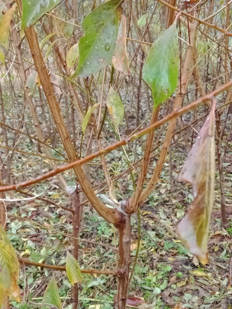 蜂糖李，清脆李，脆红李，西梅，五月脆李一杆三枝当年挂果。