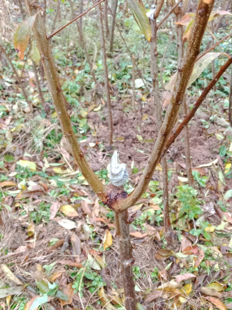 蜂糖李，清脆李，脆红李，西梅，五月脆李一杆三枝当年挂果。