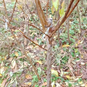 蜂糖李，清脆李，脆红李，西梅，五月脆李一杆三枝当年挂果。