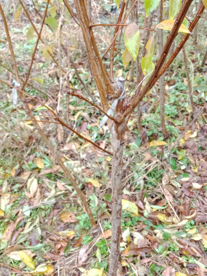 蜂糖李，清脆李，脆红李，西梅，五月脆李一杆三枝当年挂果。