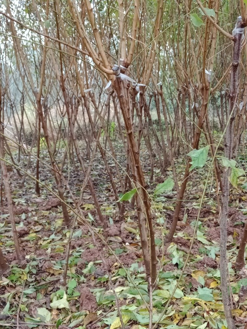 蜂糖李，清脆李，脆红李，西梅，五月脆李一杆三枝当年挂果。