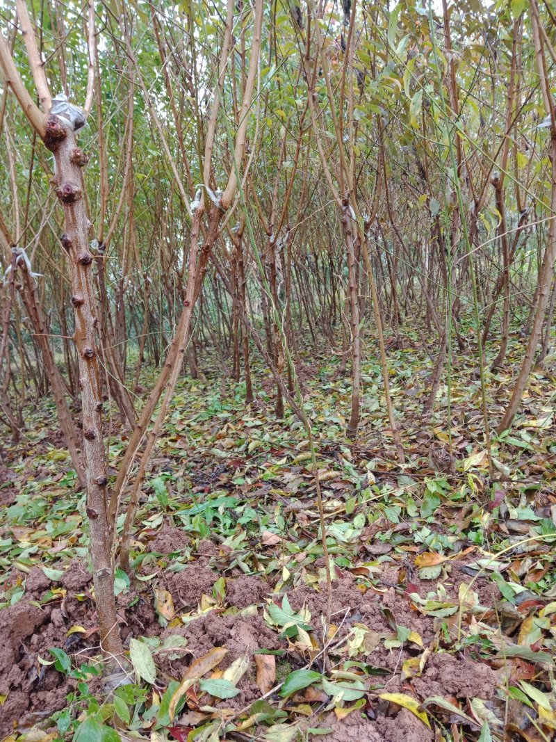 蜂糖李，清脆李，脆红李，西梅，五月脆李一杆三枝当年挂果。