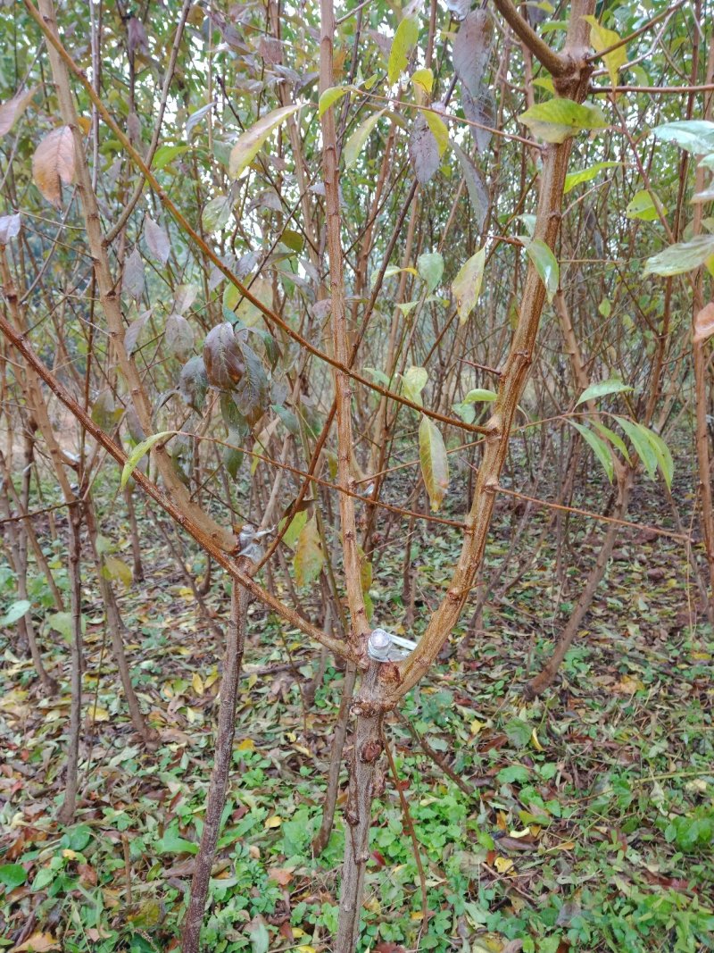 蜂糖李，清脆李，脆红李，西梅，五月脆李一杆三枝当年挂果。