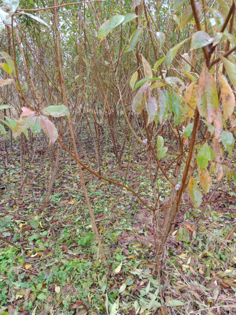 蜂糖李，清脆李，脆红李，西梅，五月脆李一杆三枝当年挂果。