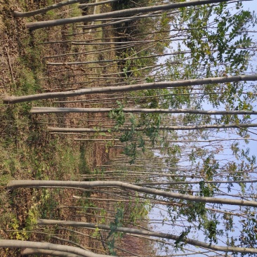 栾树