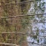 栾树